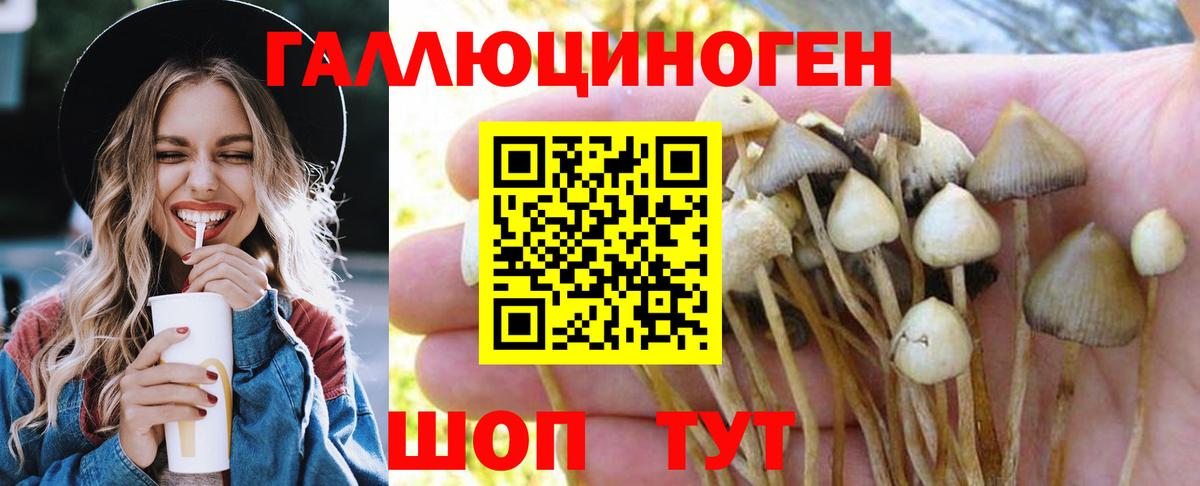 Галлюциногенные грибы Psilocybine cubensis  Вход с VPN  наркошоп  Чита  Псилоцибиновые грибы мицелий 